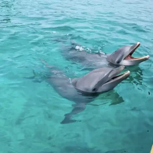 Dolphin Swim