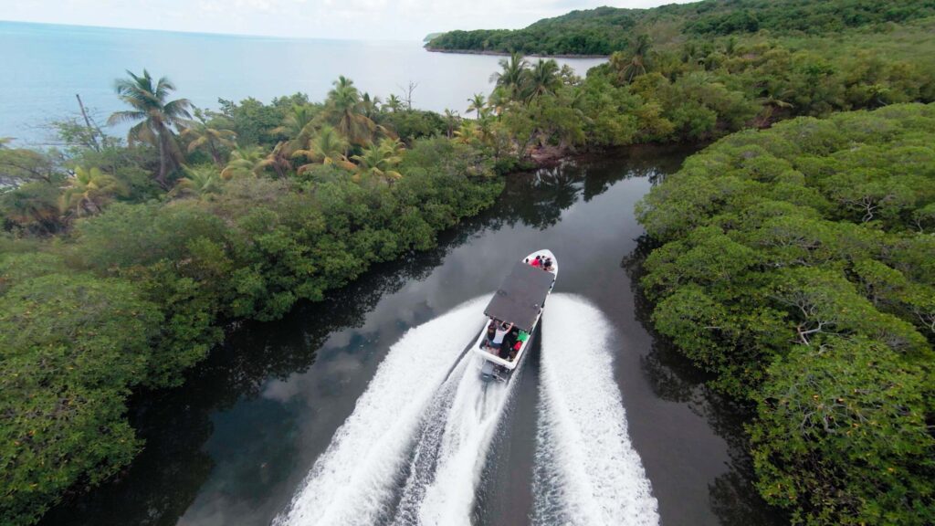 Mangrove Tunnel Tour