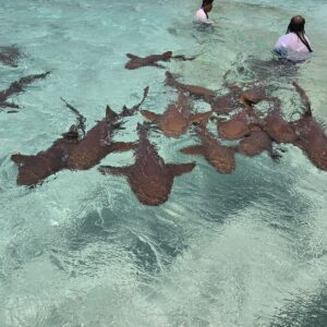 Pigeon Cay