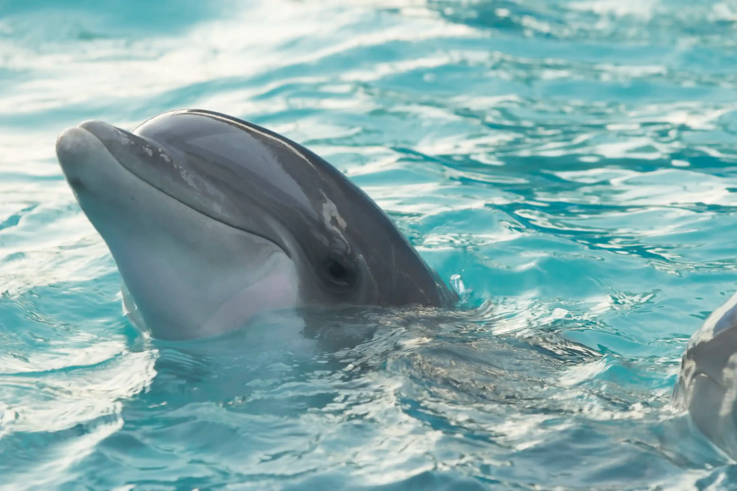 Dolphin Swim - Image 2