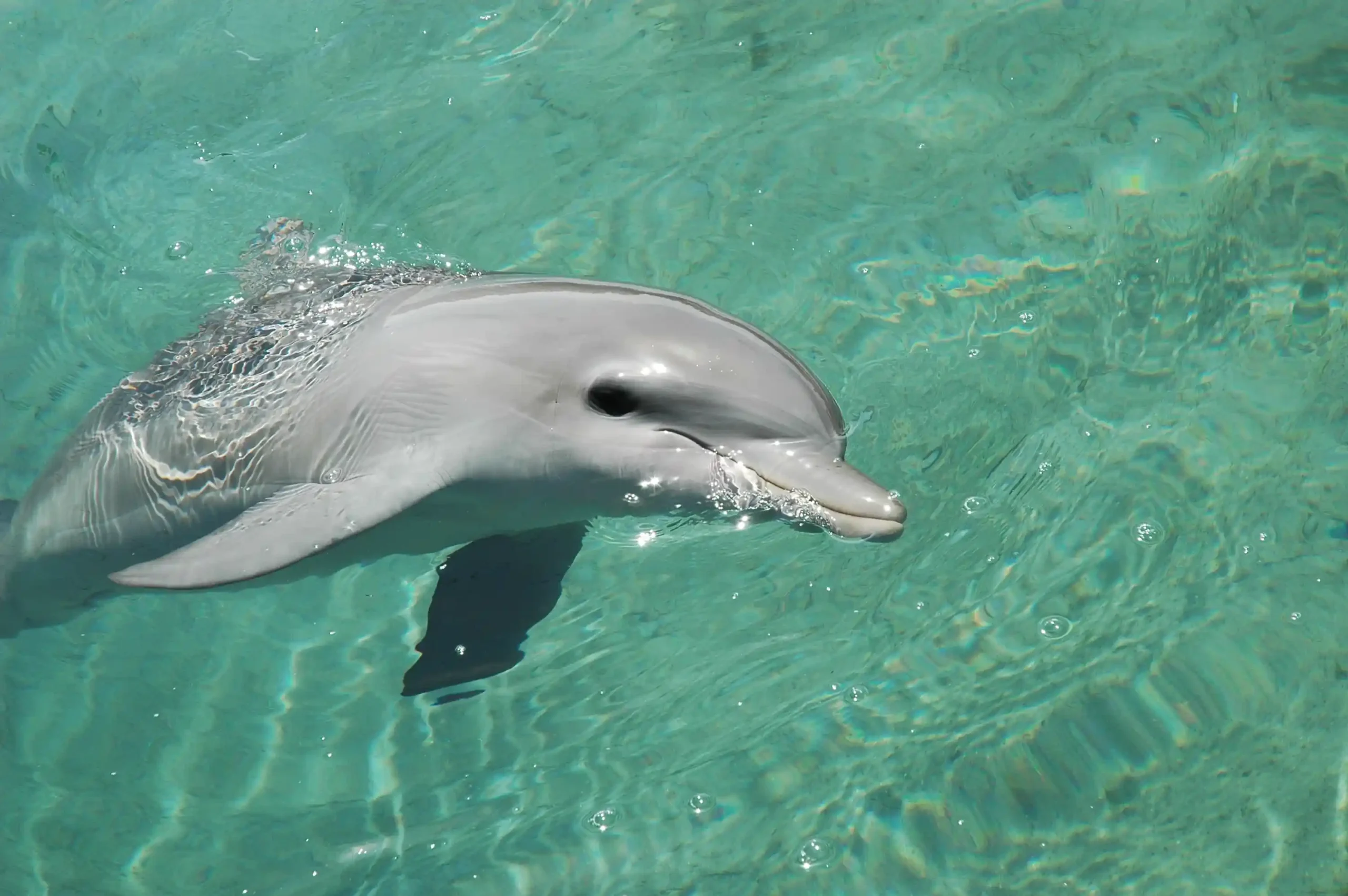 Dolphin Swim - Image 3