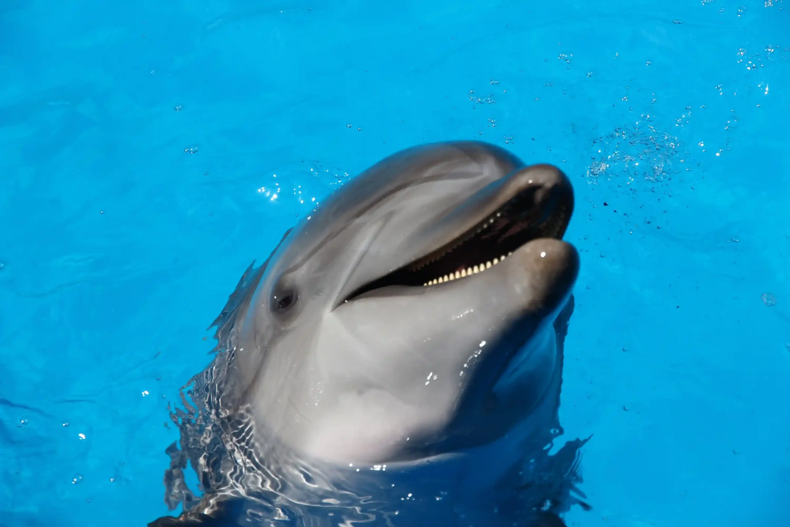 Dolphin Swim - Image 4
