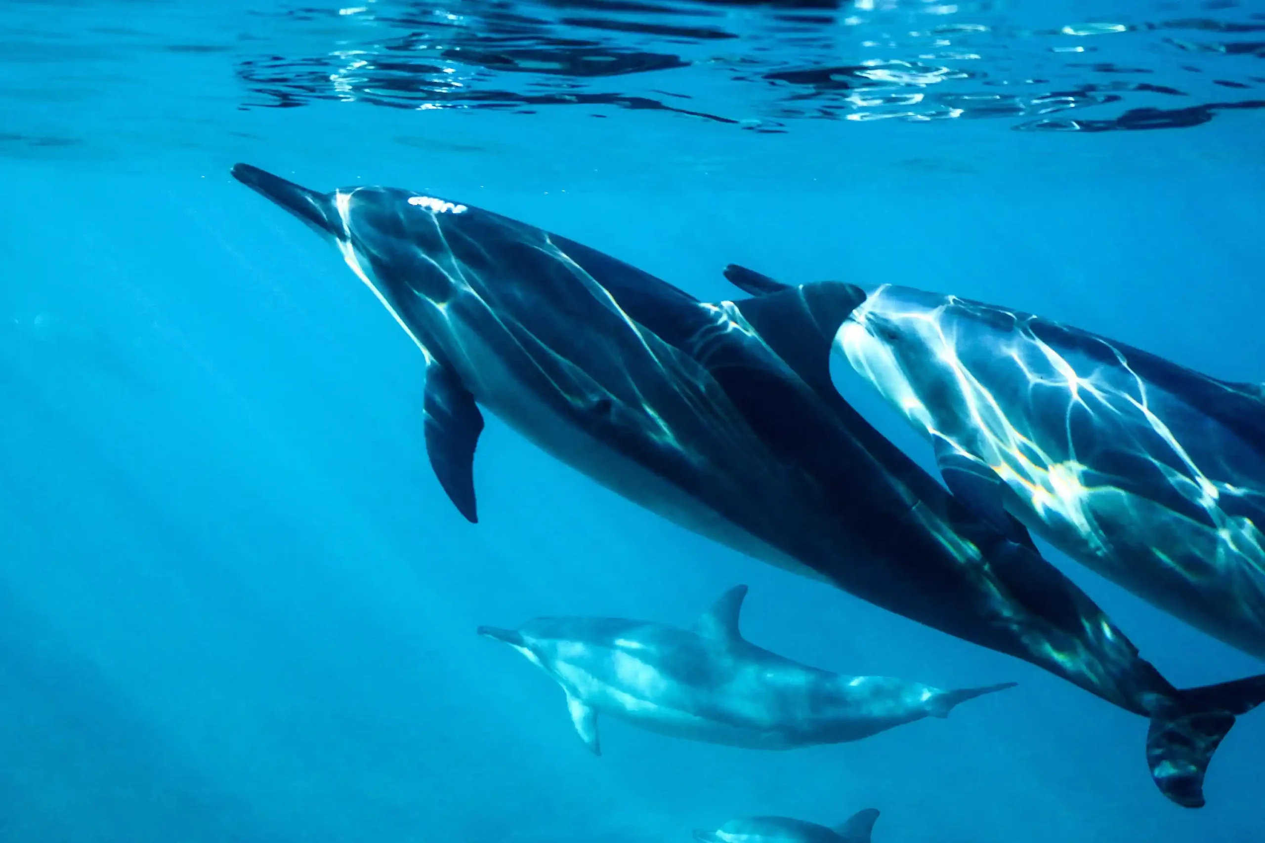 Dolphin Swim - Image 5