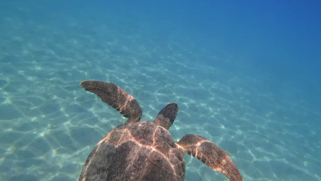 Snorkeling Adventure