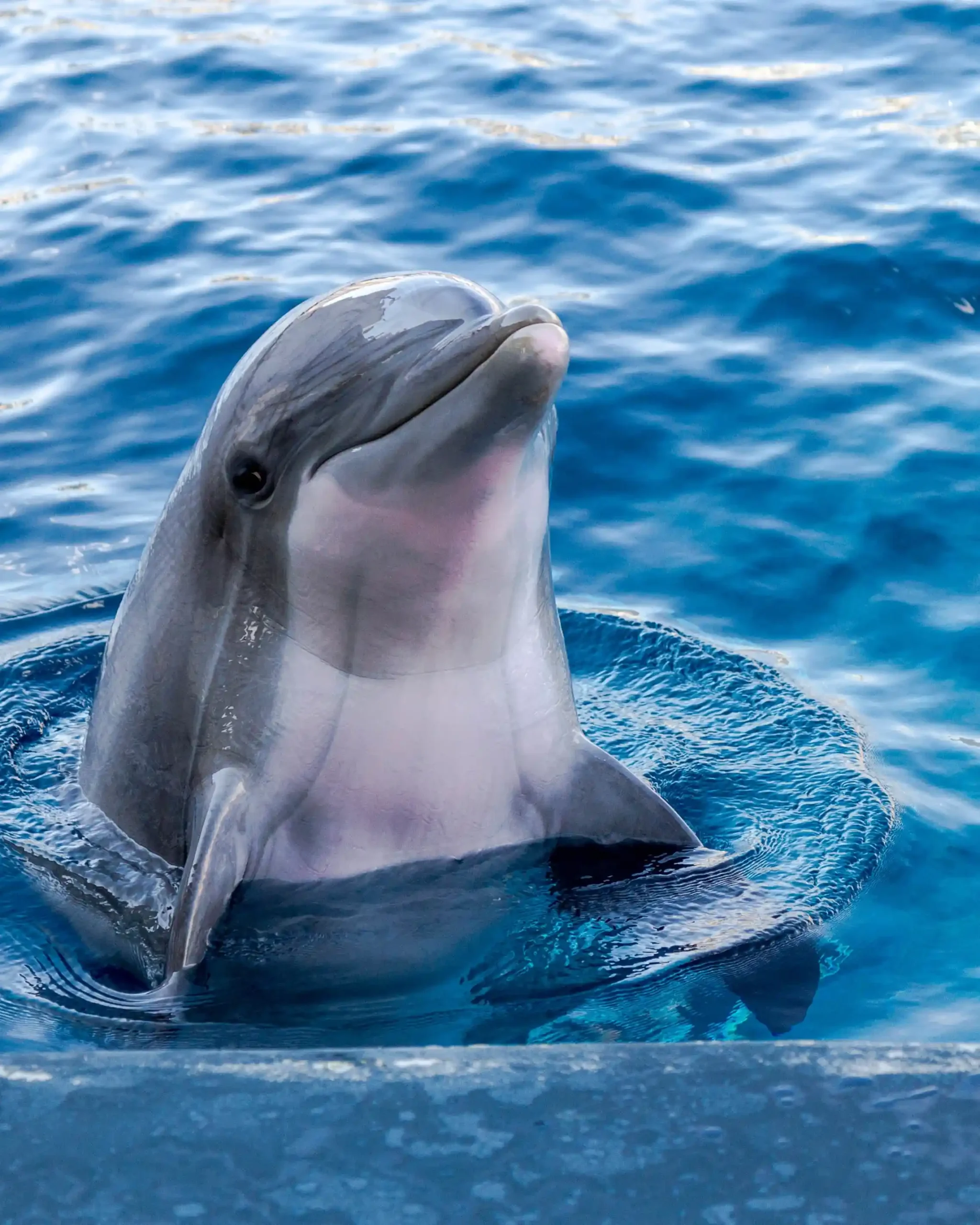 Dolphin Swim - Image 6