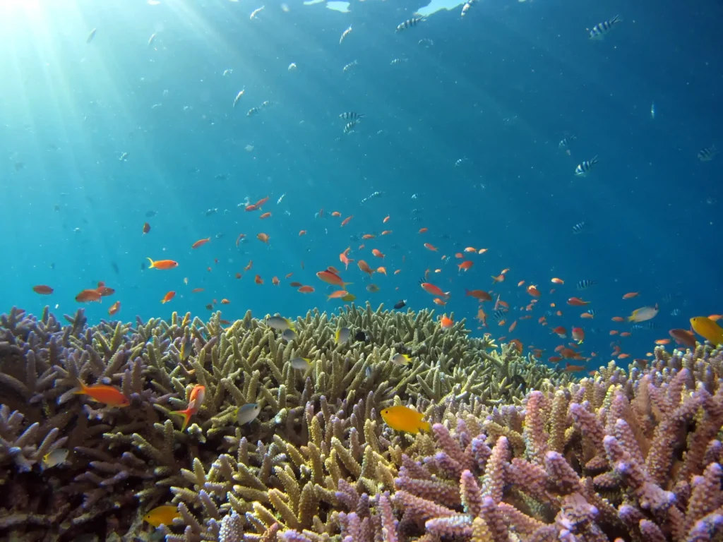 Snorkeling Adventure