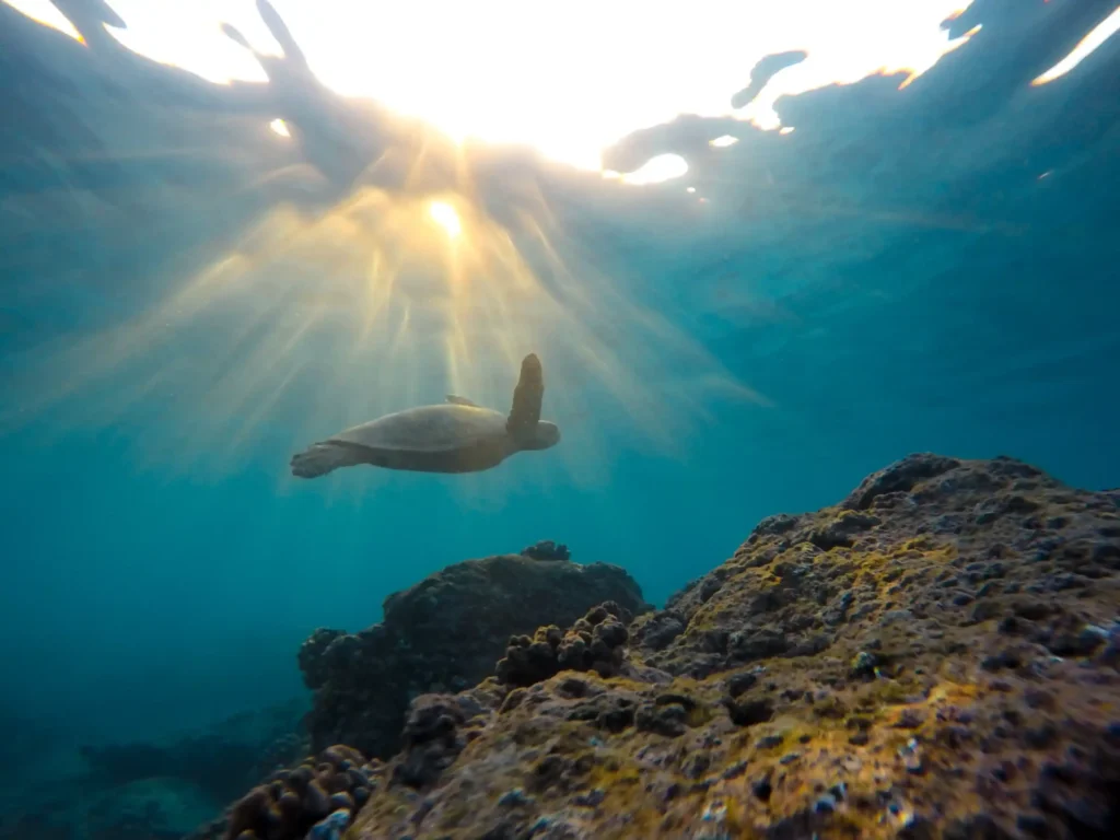 Snorkeling Adventure