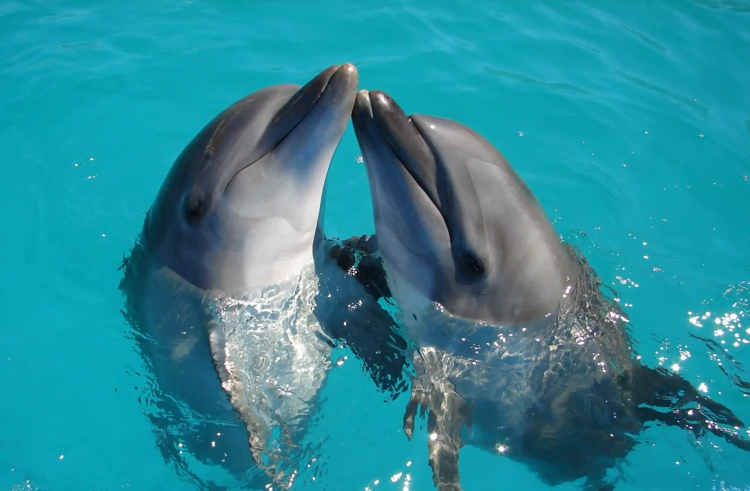 Dolphin Swim - Image 7