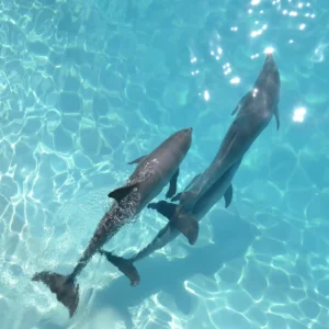 Dolphin Encounter