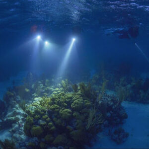 Night Snorkeling